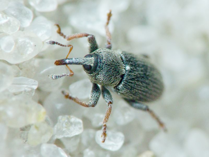 Tychius picirostris (Fabricius, 1787)